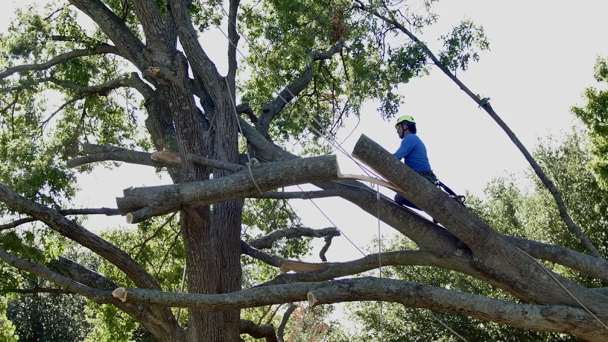Professional Crown Thinning performed by certified arborists in Shiloh